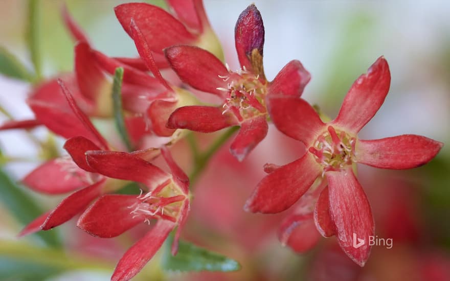 Macro shot of NSW Christmas bush