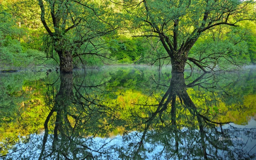 Willow trees, Lake Bret, Bugey, France