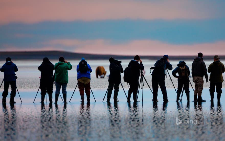 Photographing a brown bear in Lake Clark National Park and Preserve, Alaska