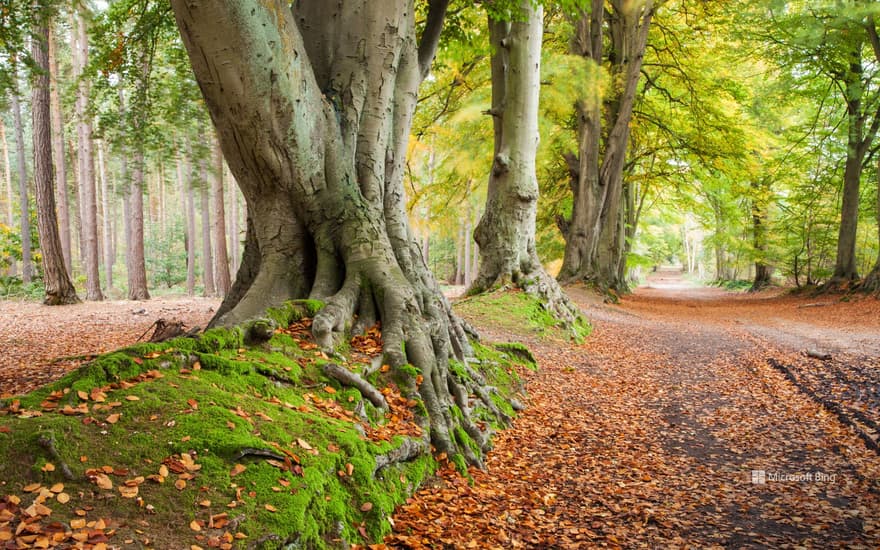 Ancient beech trees in Harlestone Firs, Northamptonshire