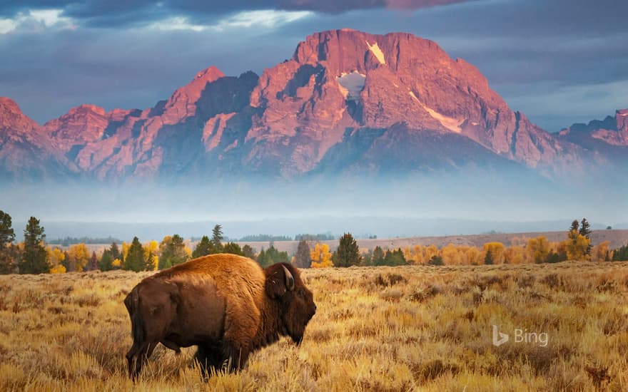 Bison in Grand Teton National Park, Wyoming