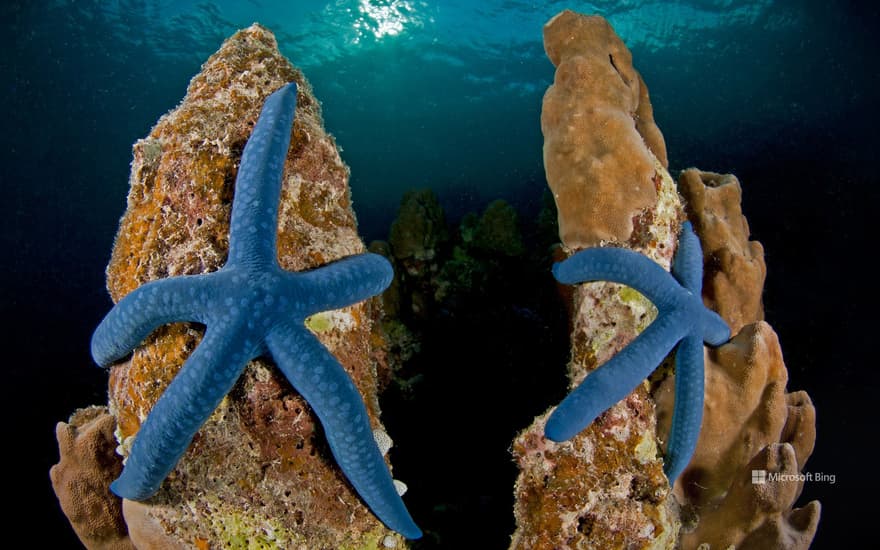 Blue Linckia sea stars, New Ireland, Papua New Guinea