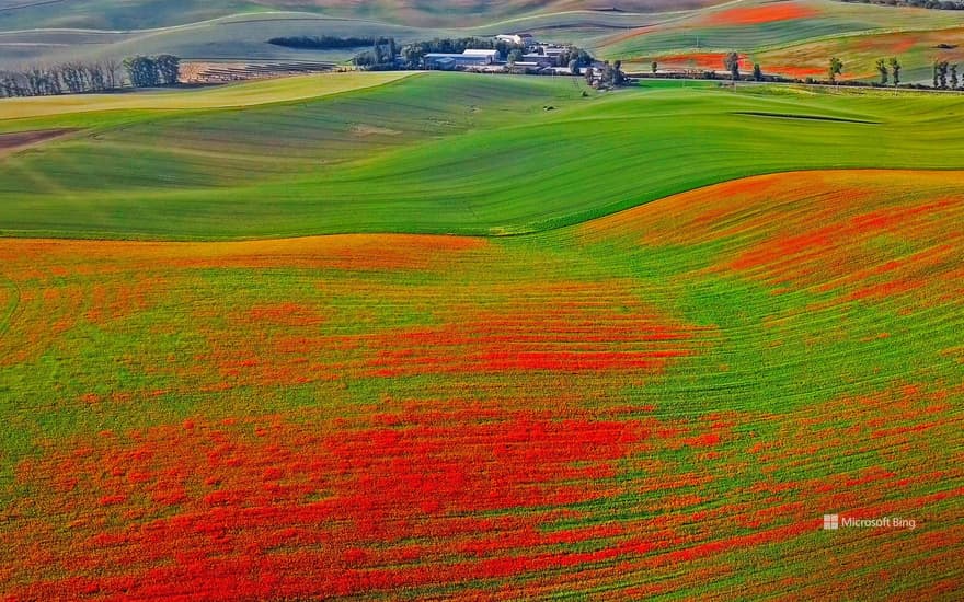 Poppies in bloom, Moravia, Czech Republic