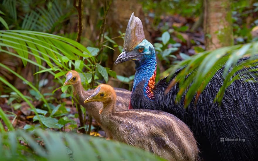 Southern cassowary, Queensland, Australia