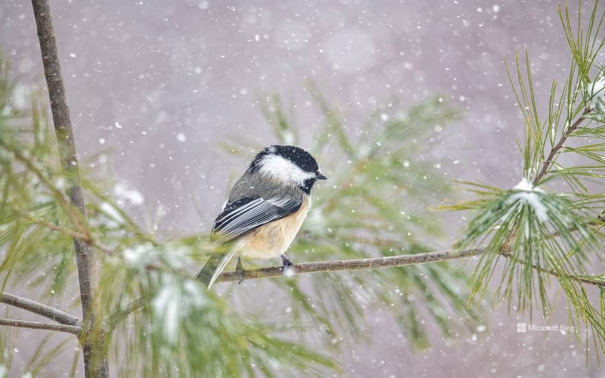 Black-capped Chickadee (Poecile atricapillus) in snowfall, Nova Scotia