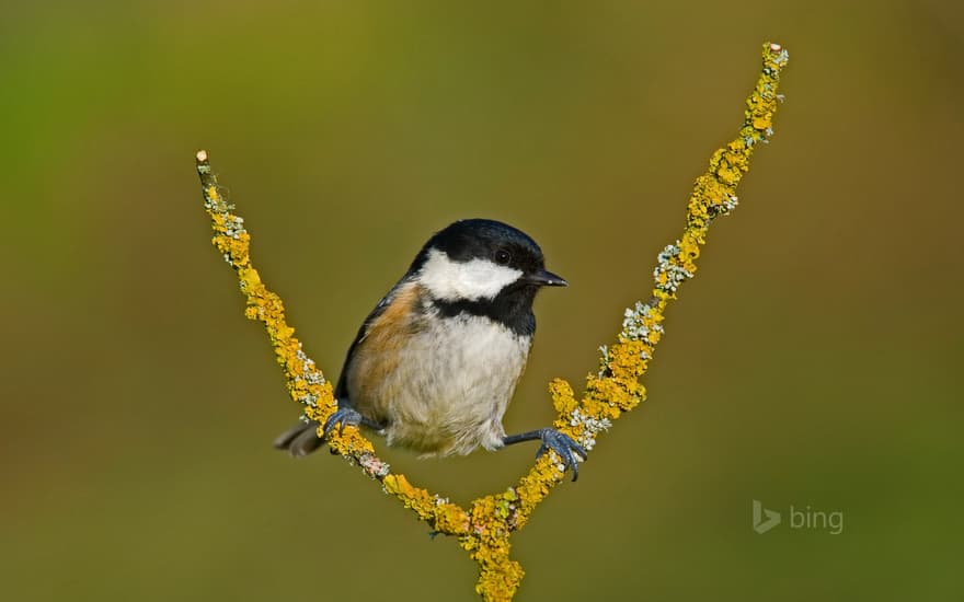 A coal tit taking a break