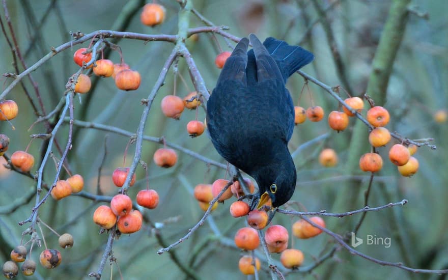 Blackbird eating a crab apple in a garden in Wiltshire, United Kingdom