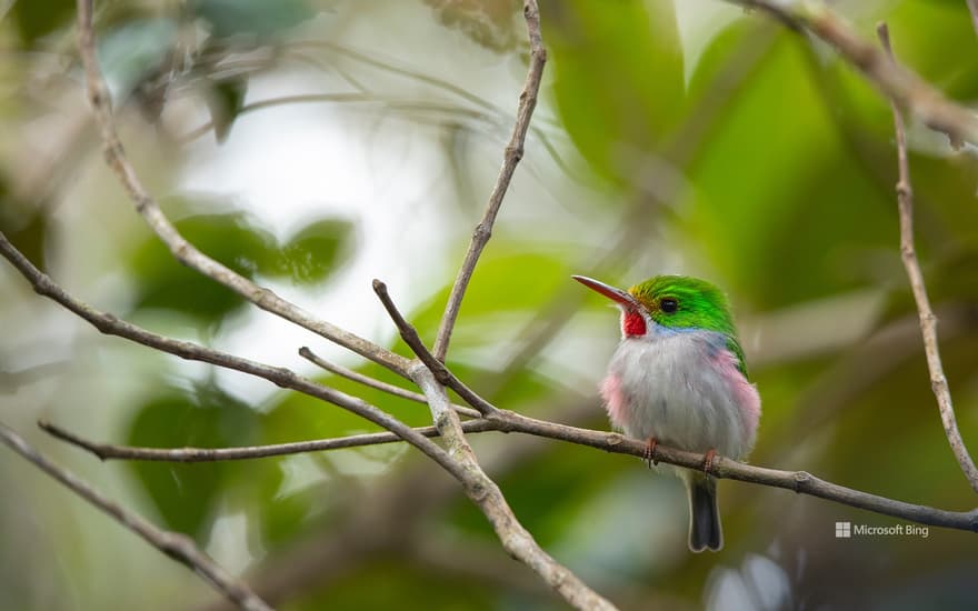 Cuban tody, Alejandro de Humboldt National Park, Cuba