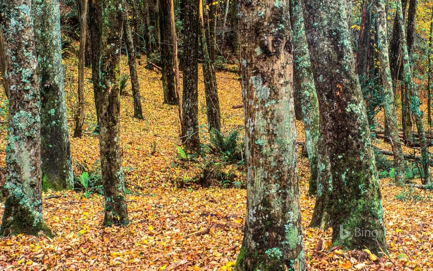 Historic nursery land in Emerald Lake Park, Victoria