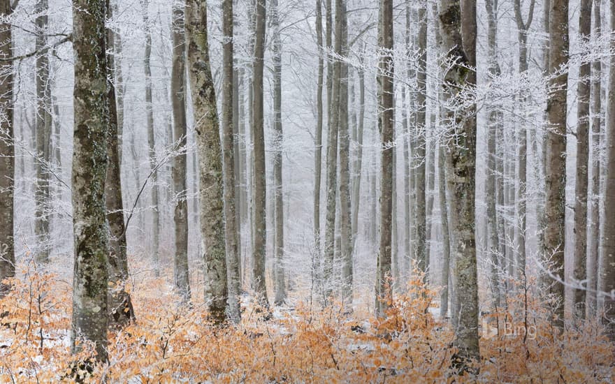 Beech forest in frost, Serreyrède Path, Cévennes National Park, France