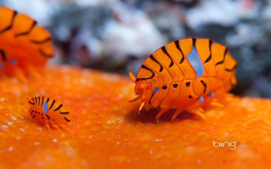 Gammaridean amphipods in the waters off Tokyo, Japan