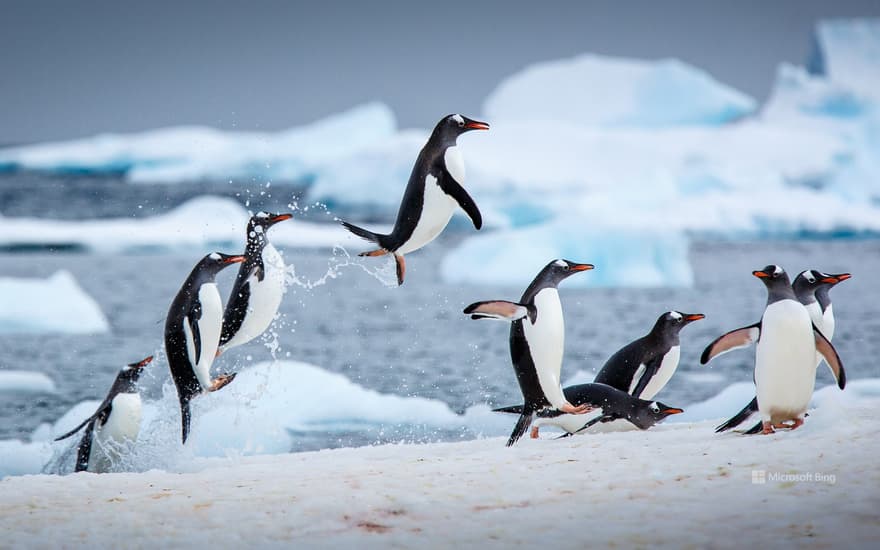 Gentoo penguins near Danco Island, Antarctica