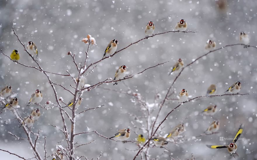 European Goldfinches perched on snow covered branches