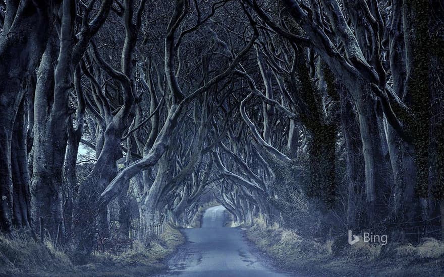 Dark Hedges in County Antrim, Northern Ireland