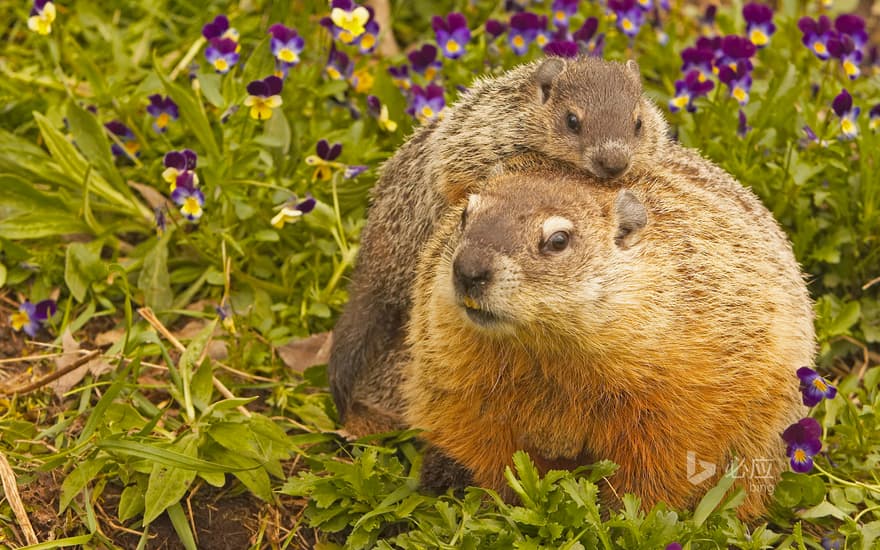 Groundhog in Minnesota