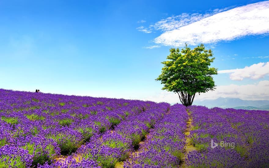 Lavender field at Hinode Farm, Kamifurano, Hokkaido, Japan