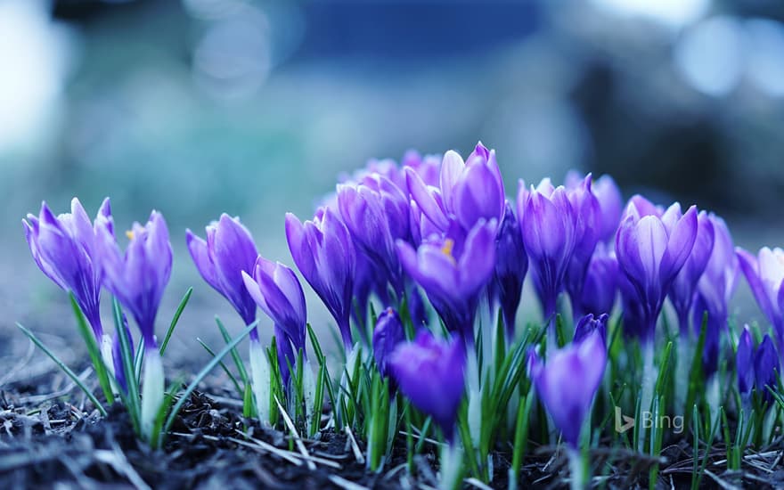 Crocus flowers