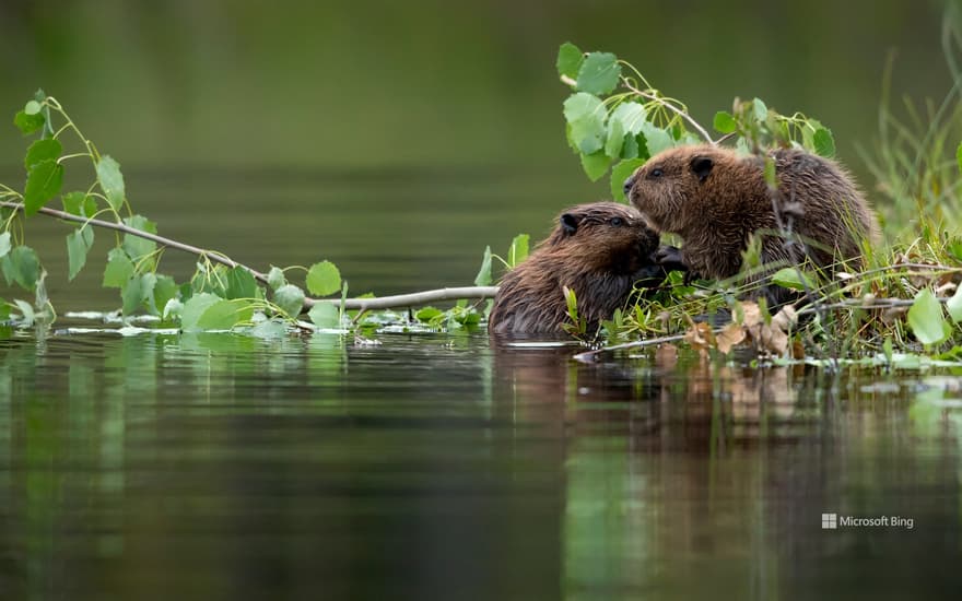 Baby Eurasian beavers, Finland