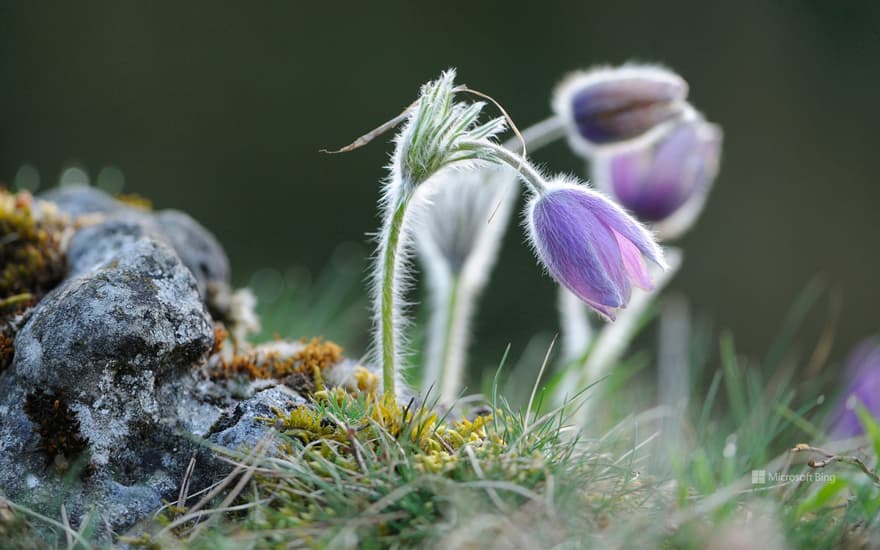 Pasque flower, Upper Palatinate, Bavaria, Germany