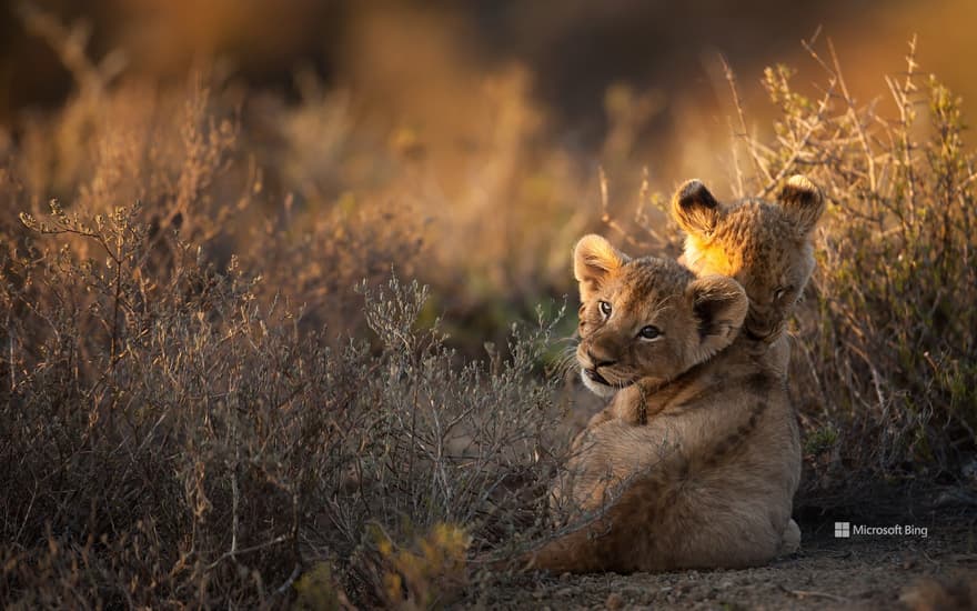 Two lion cubs, South Africa