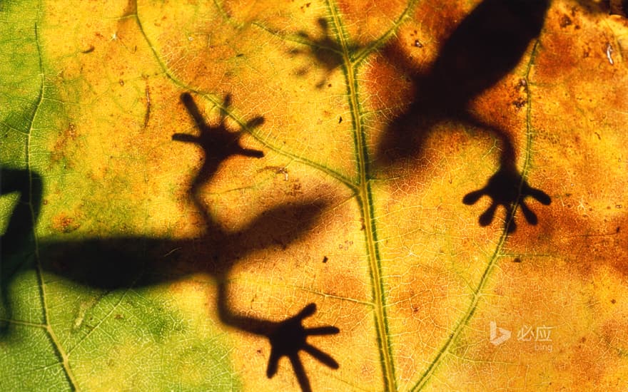 Lizard shadow on leaf