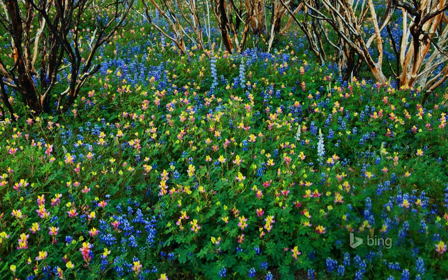 Lupine grows in a burned forest at Yosemite National Park, California