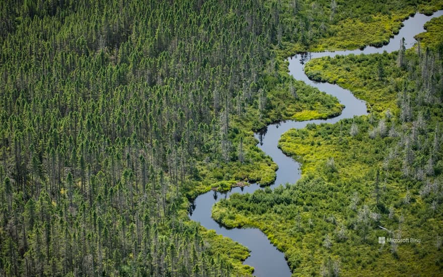 Wetlands near Moosehead Lake in Maine, USA