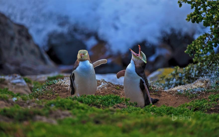 Yellow-eyed penguins at Katiki Point, Moeraki, New Zealand