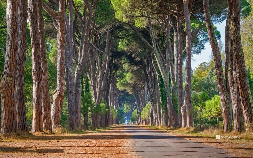 Regional Park of Migliarino, San Rossore, Massaciuccoli, Italy