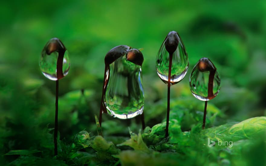 Water droplets on rough-stalked feather moss