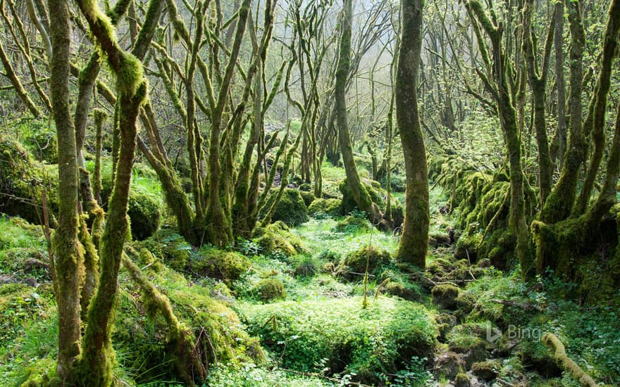 Trees covered in moss at Monk’s Dale in the Peak District, Derbyshire