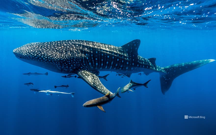 Whale shark, Ningaloo Reef, Western Australia