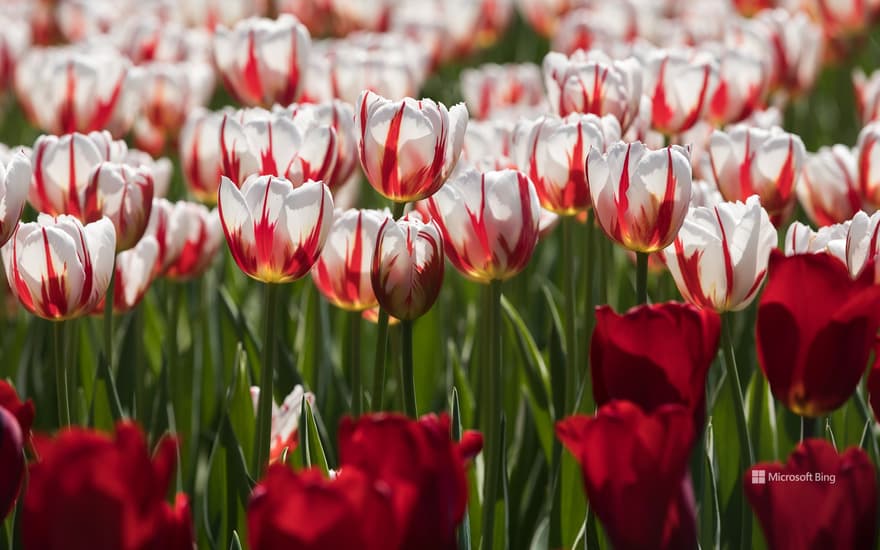 Tulip festival Ottawa Canada