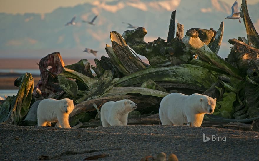 A polar bear sow and her cubs in Alaska's Arctic National Wildlife Refuge