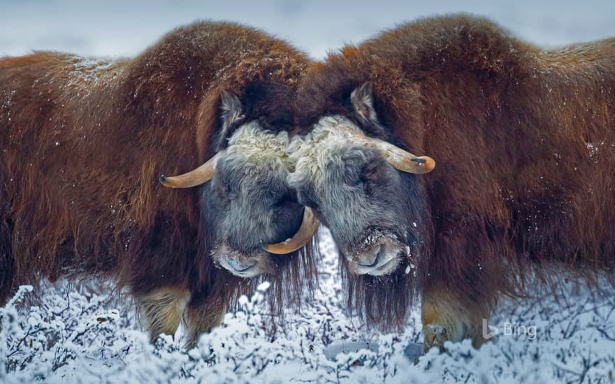 Male muskoxen near Prudhoe Bay, Alaska, USA