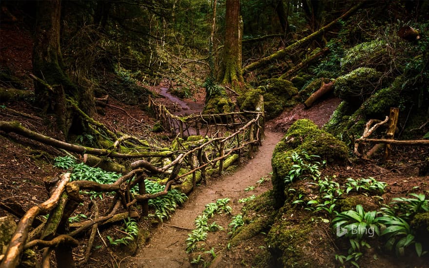 Path through Puzzlewood, Forest of Dean, Gloucestershire