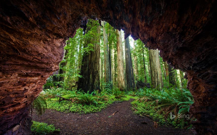 Redwood trees at Jedediah Smith Redwoods State Park, California