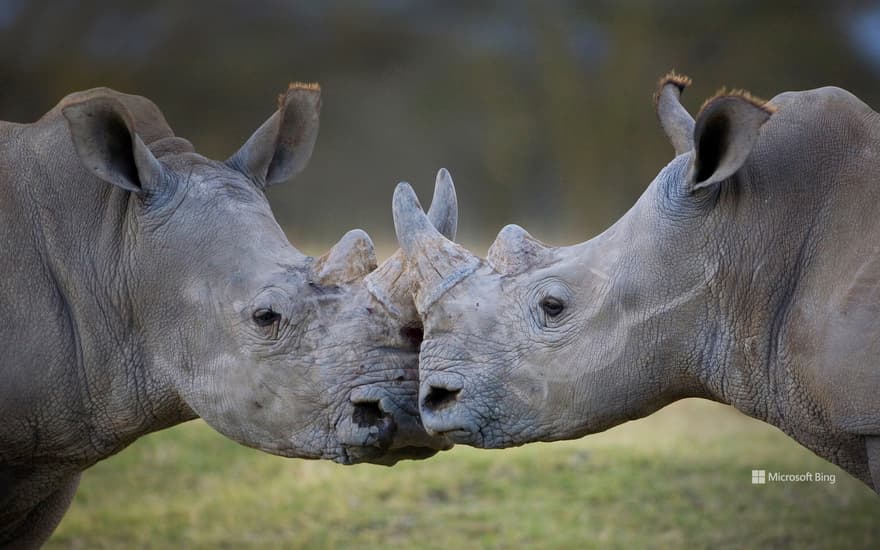 Male white rhinoceroses, Lake Nakuru, Kenya