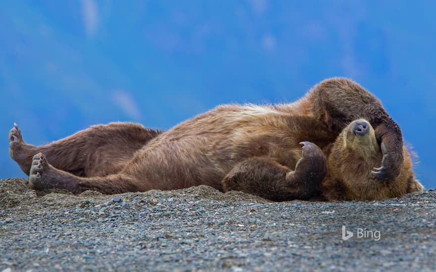 Grizzly bear cub relaxing, Cook Inlet, Chinitna Bay, Lake Clark National Park, Alaska