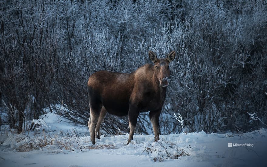 Female moose, Denali National Park, Alaska, USA