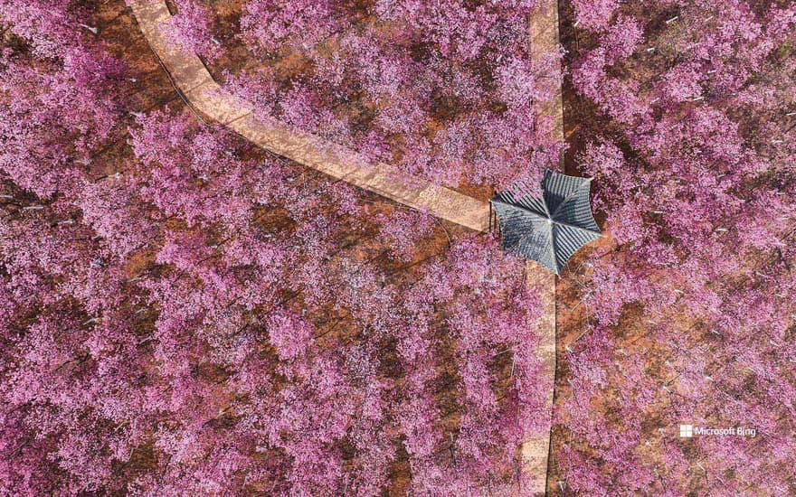 Aerial view of cherry blossoms blooming in spring, China