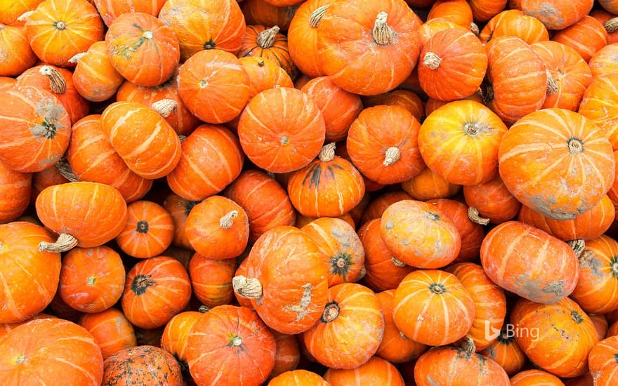 Sunshine squash at a farm produce market