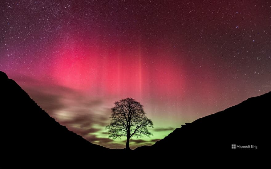 Aurora borealis over Sycamore Gap, Hadrian's Wall, Northumberland, England