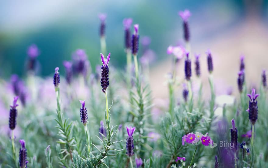 Lavender blooming in northern Thailand