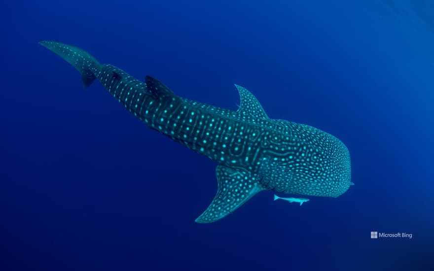 A whale shark in Cenderawasih Bay, West Papua, Indonesia