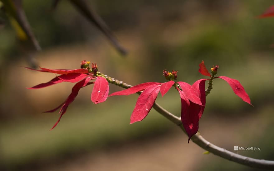 Poinsettia or Christmas flower