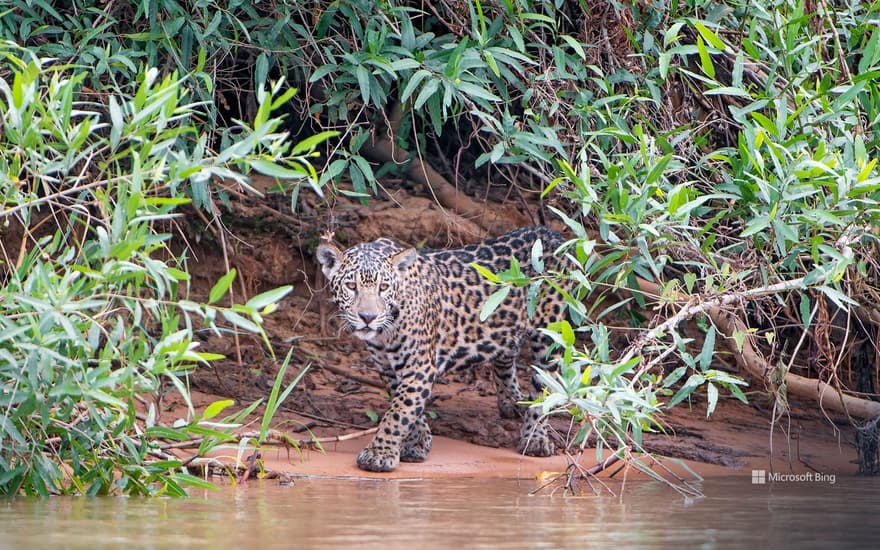 A young jaguar on a riverbank, Pantanal, Brazil